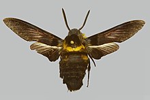 Sataspes cerberus BMNHE274246 кобель up.jpg