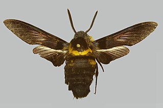 <i>Sataspes cerberus</i> Species of moth