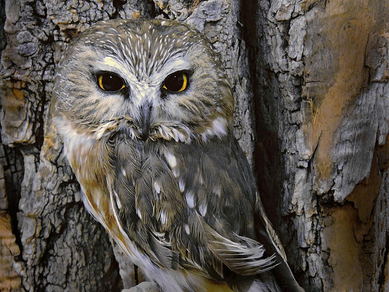 Saw-Whet Owl, Evening (26643004132).jpg