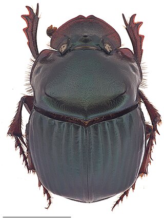 <i>Phanaeus dionysius</i> Species of beetle