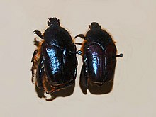 Scarab - Blaesia atra.JPG