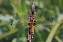 Scarce chaser (Libellula fulva) olgunlaşmamış dişi 1.jpg