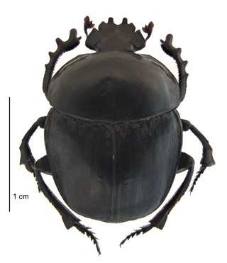 <i>Sceliages</i> Subgenus of beetles