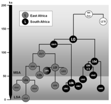 Schematic tree of haplogroup L0. MSA: Middle Stone Age, LSA: Later Stone Age, ka: thousand years ago. Schematic tree of haplogroup L0 and the root of the human mtDNA diversity.png