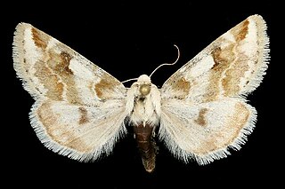 <i>Schinia unimacula</i> Species of moth