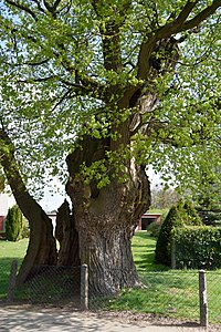 Schleswig-Holstein, Rellingen, Naturdenkmal 11-02 NIK 3116.JPG