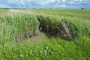 Schleswig-Holstein, Sankt Margarethen, Vogelschutzgebiet Vorland St. Margarethen NIK 4431.JPG