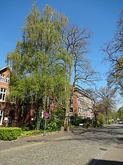 Slit-leaved linden at Bergmannstrasse 33