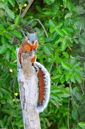 Esquirol gris mexicà