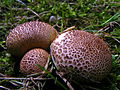 Scleroderma verrucosum (Sclerodermataceae)