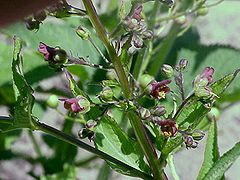 翅茎玄参 （Scrophularia umbrosa）