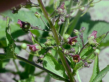 Scrophularia umbrosa