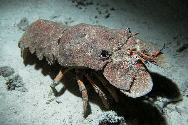 The large flattened plates in front of the eyes of a slipper lobster are the modified second antennae.