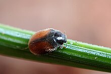 Striped dwarf pine ladybird (Scymnus suturalis) Scymnus suturalis.jpg