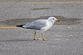 * Nomination Seagulls at Downsview Park --Wasiul Bahar 07:45, 31 May 2023 (UTC) * Promotion  Support Good quality. --Poco a poco 08:07, 31 May 2023 (UTC) should be identified --Charlesjsharp 16:56, 31 May 2023 (UTC)@Charlesjsharp: Description and Category updated. --Fabian Roudra Baroi 04:13, 1 June 2023 (UTC)  Support Good point, QI now --Poco a poco 17:07, 1 June 2023 (UTC)