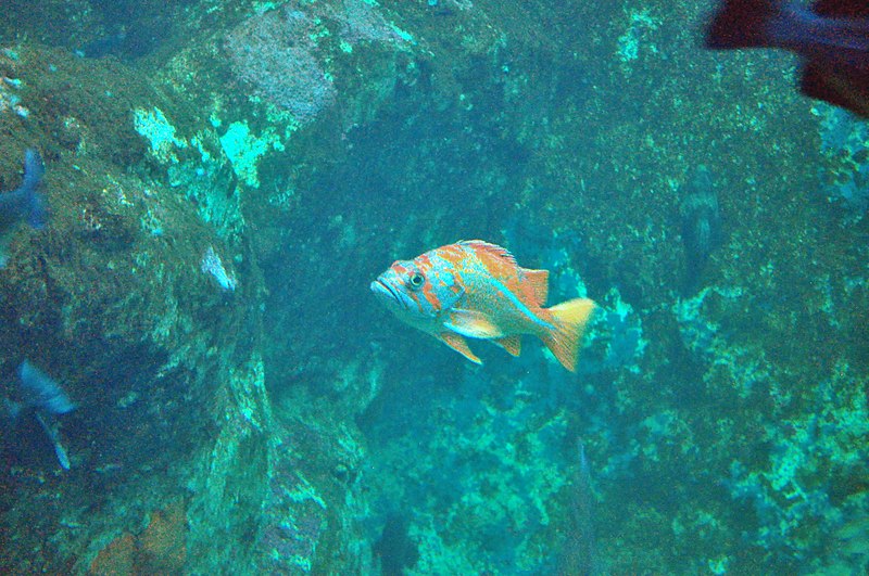 File:Seattle Aquarium 044A - Underwater Dome (16221550177).jpg