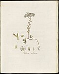 Sedum album (Plate 0208)