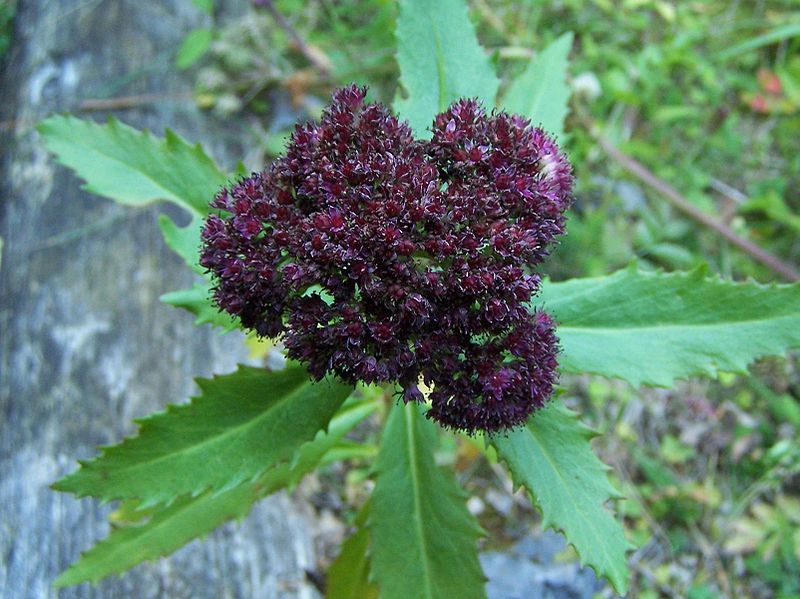 File:Sedum fabaria a4.jpg