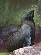 A South American fur seal on a rock