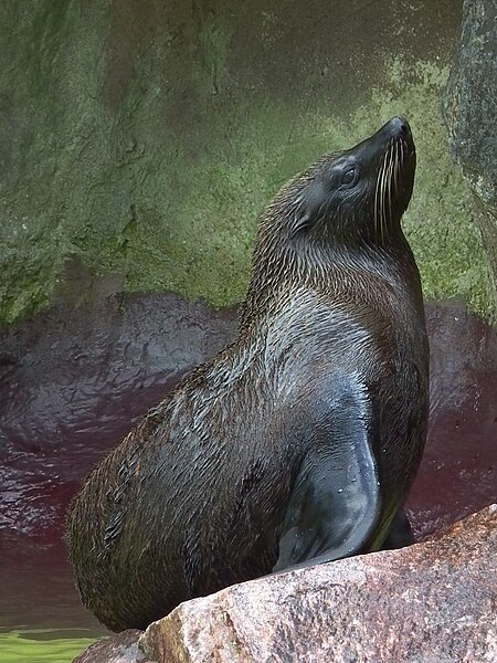 File:Seebär südamerikanisch Zoo Landau.JPG