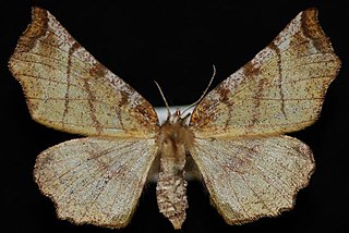 <i>Selenia alciphearia</i> Species of moth