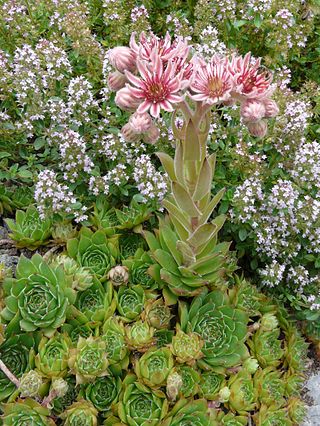 <i>Sempervivum marmoreum</i> Species of succulent