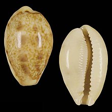 Shell Contradusta lapillus.jpg