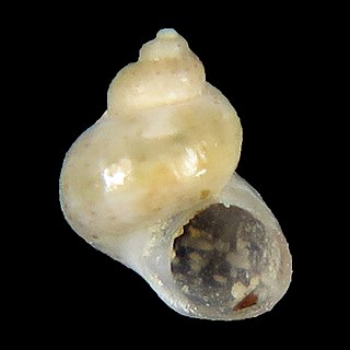 <i>Tricolia delicata</i> Species of gastropod