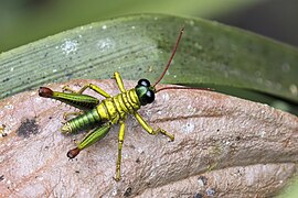 Rhytidochrota risaraldae (Short-horned grasshopper) male