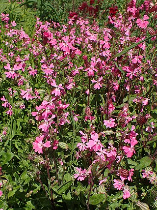 <i>Silene pendula</i> Species of plant in the genus Silene