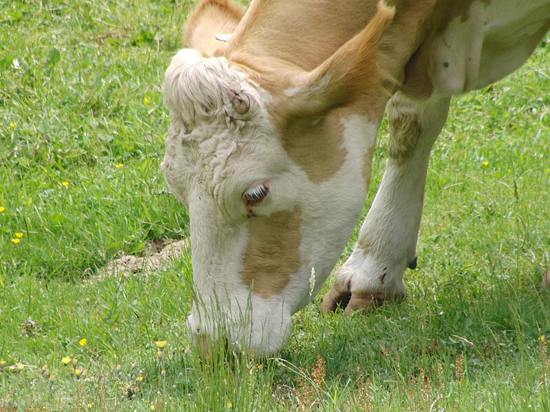 File:Simmental vache102.JPG