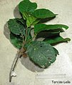 Rameau feuillé de Sloanea guianensis
