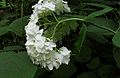 Smooth Hydrangea (Hydrangea arborescens).jpg
