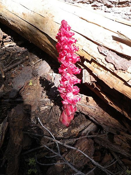 File:Snow-plant-in-tuolumne2.JPG