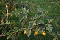 Solanum umtuma