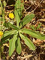 Sonchus brachyotus