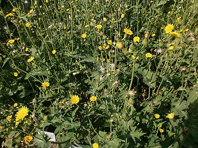 Sonchus oleraceus Habitus