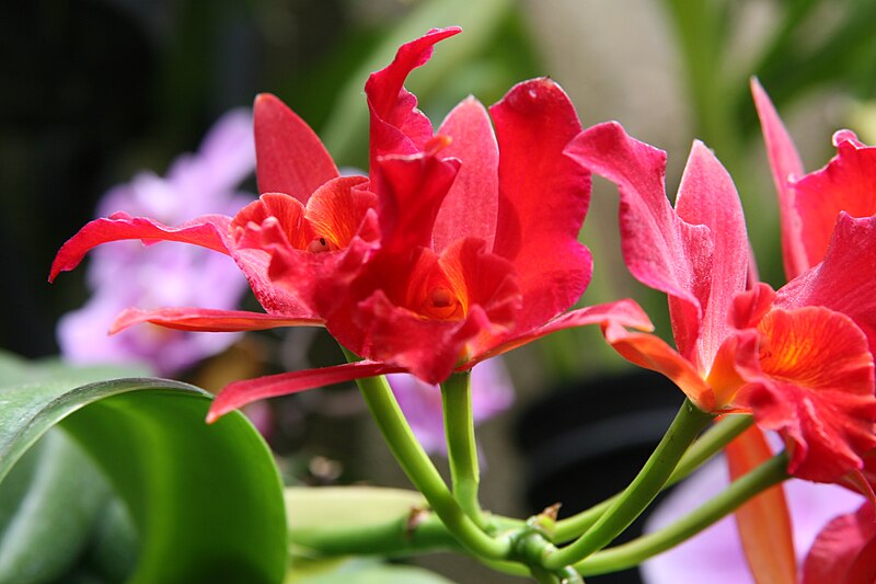 File:Sophrolaeliocattleya Jewel Box Scheherazade 2zz.jpg