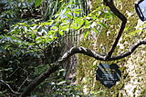 Sorbus amabilis - Sanqing-vuori 2015.09.08 10-01-34.jpg