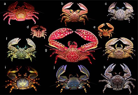 crab crabs evolved evolving evolve convergent petrolisthes hermit soort separate neatorama biologist resemble closely squat lobsters crustaceans tussen ras verschil