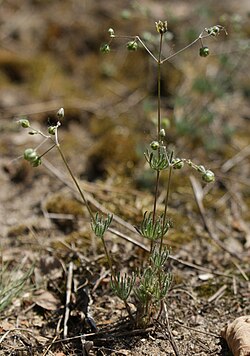 Kalliohatikka (Spergula morisonii)