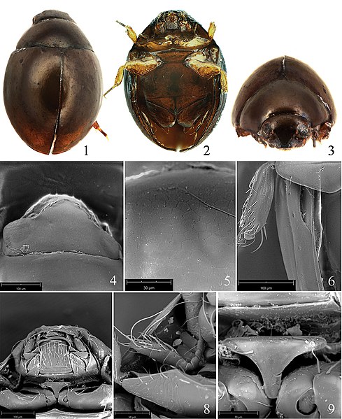 File:Sphaerius minutus (10.3897-zookeys.808.30600) Figures 1–9.jpg