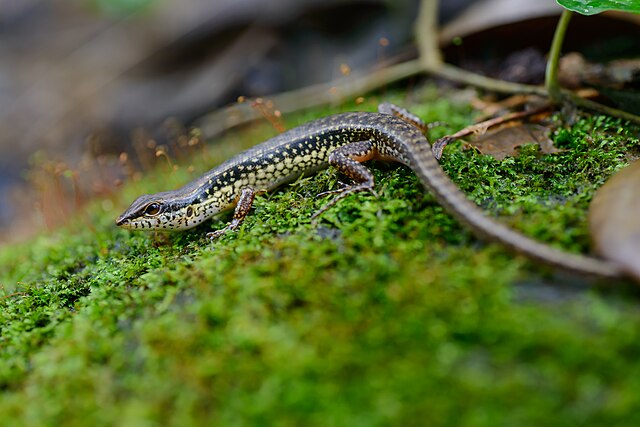 File:Sphenomorphus_maculatus,_Spotted_forest_skink_-_Khao_Sok_National_Park_(29759087822).jpg