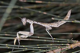 Богомол Sphodropoda tristis (Австралія), якого традиційно відносять до триби