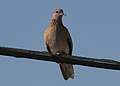 Spilopelia senegalensis - Laughing Dove, Mersin 2018-09-23 04.jpg
