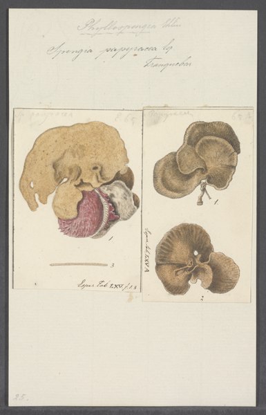 File:Spongia papyracea - - Print - Iconographia Zoologica - Special Collections University of Amsterdam - UBAINV0274 112 02 0039.tif