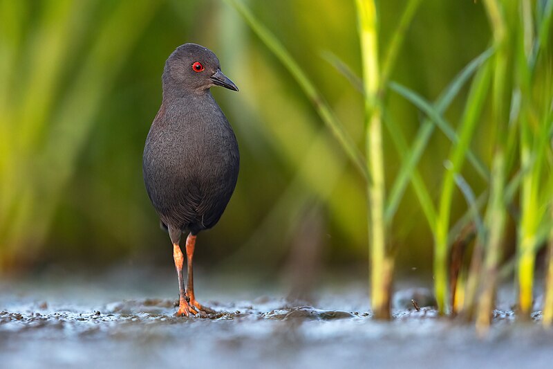 File:Spotless Crake 0A2A3246.jpg