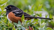 Spotted towhee at Vasona Park Spotted Towhee Sitting.jpg