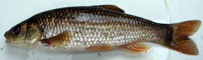 File:Squalius pyrenaicus 03 by-dpc.jpg