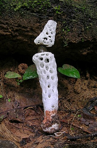 <i>Staheliomyces</i> Genus of fungi